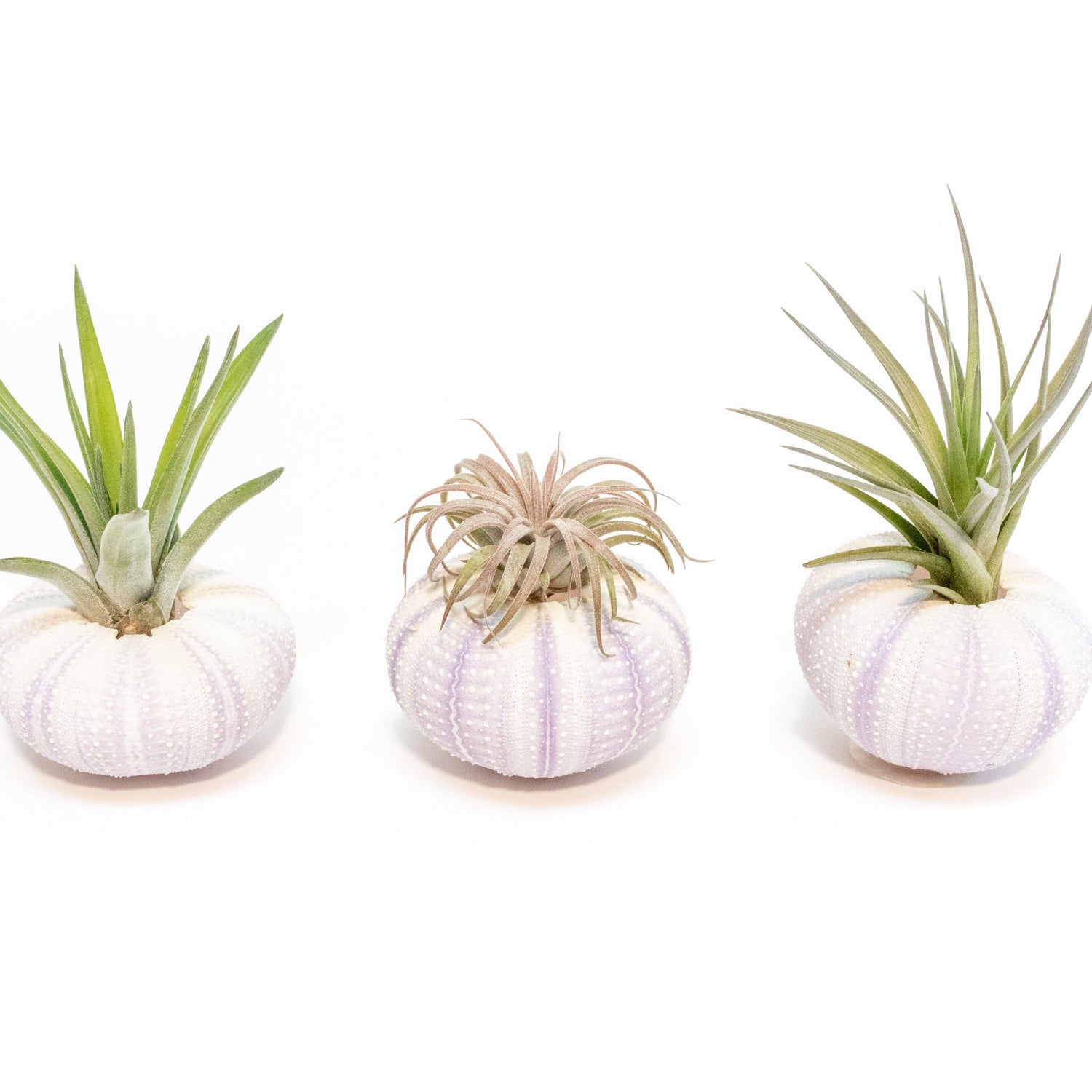 Purple Urchin with Tillandsia Air Plant - Set of 3, 6 or 9