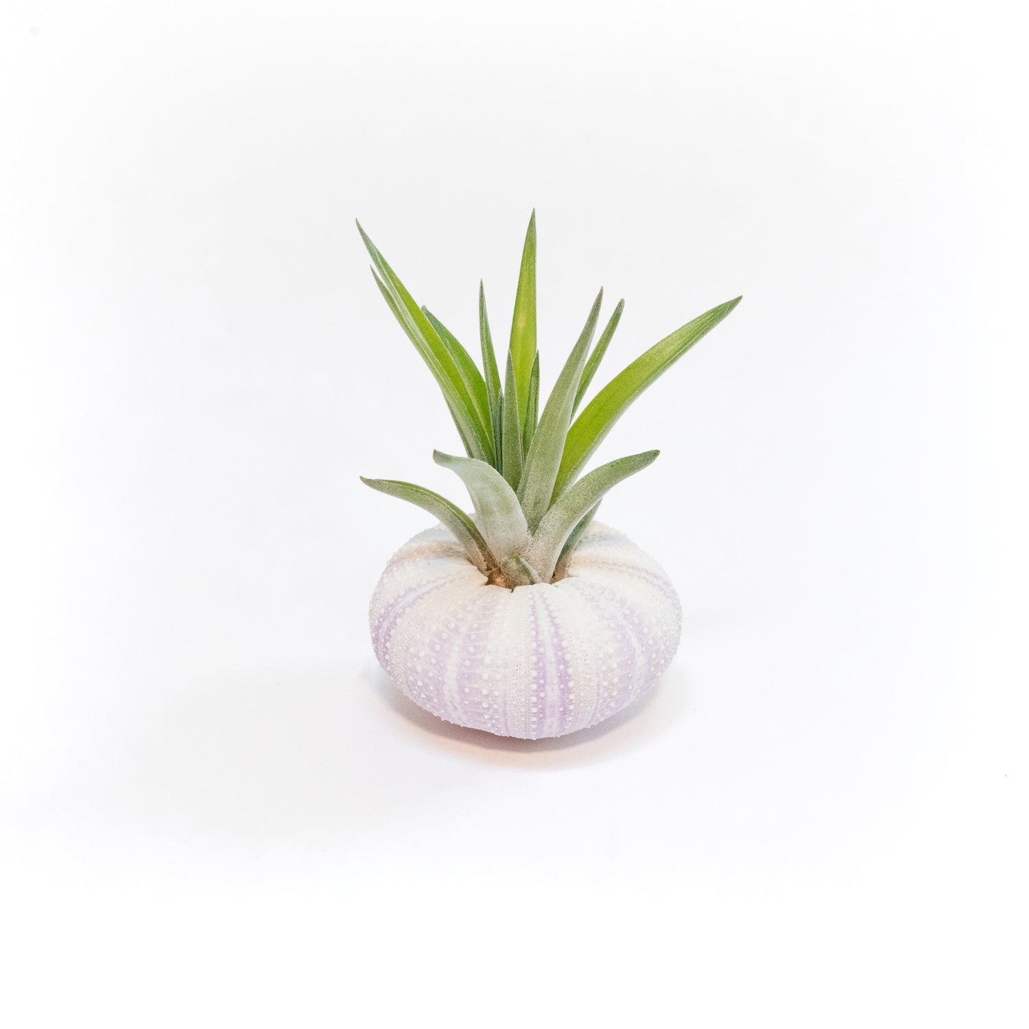 Gift Wrapped Purple Urchins with Tillandsia Air Plants