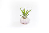 Purple Urchin with Tillandsia Air Plant - Set of 1, 3 or 5