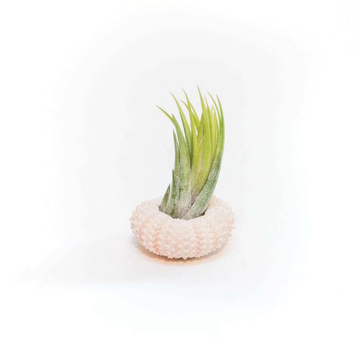 Pink Urchins with Tillandsia Air Plants