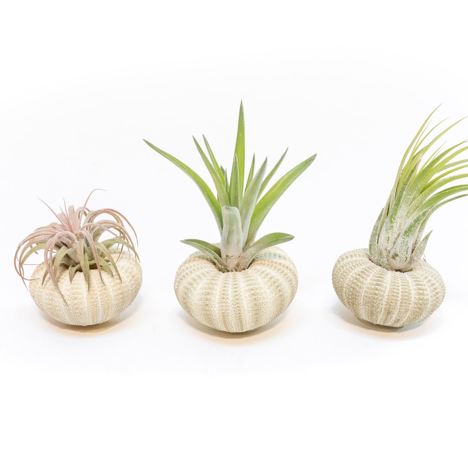 Green Urchin with Tillandsia Air Plant