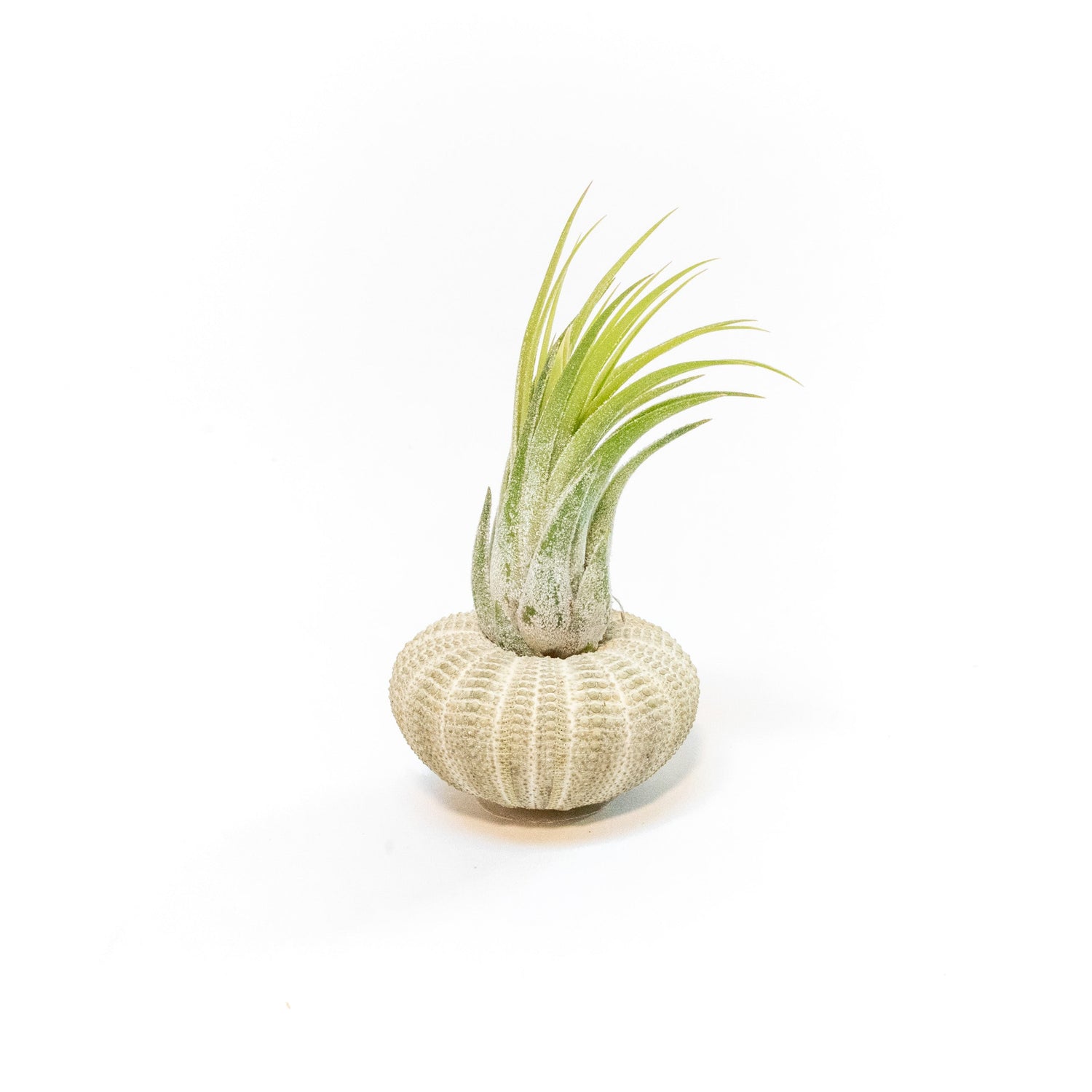 Green Urchin with Tillandsia Air Plant