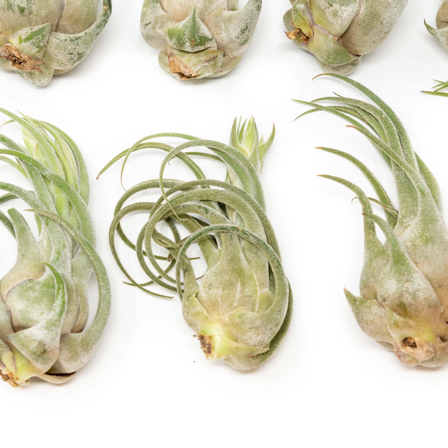 SALE - Tillandsia Seleriana Air Plants - Set of 5 or 10 - 50% Off