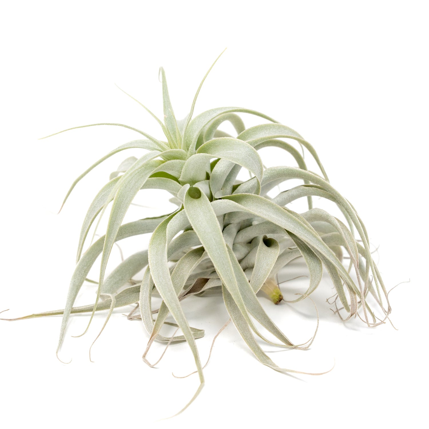 Tillandsia Cacticola Long Form Silver Air Plants