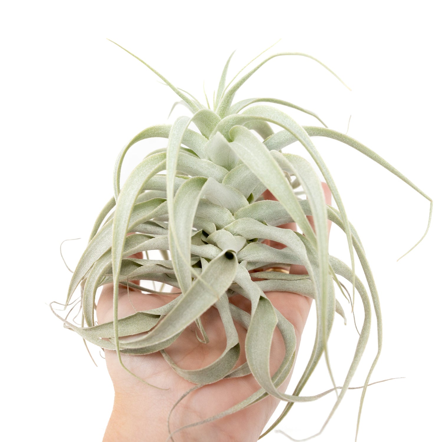 Tillandsia Cacticola Long Form Silver Air Plants