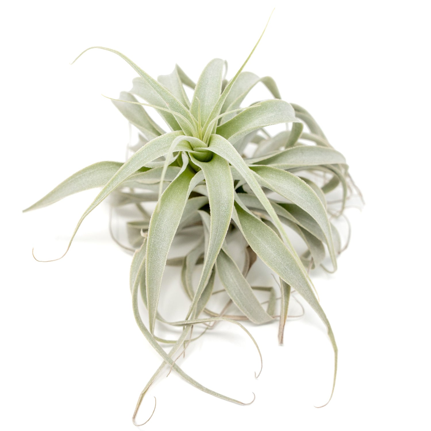 Tillandsia Cacticola Long Form Silver Air Plants