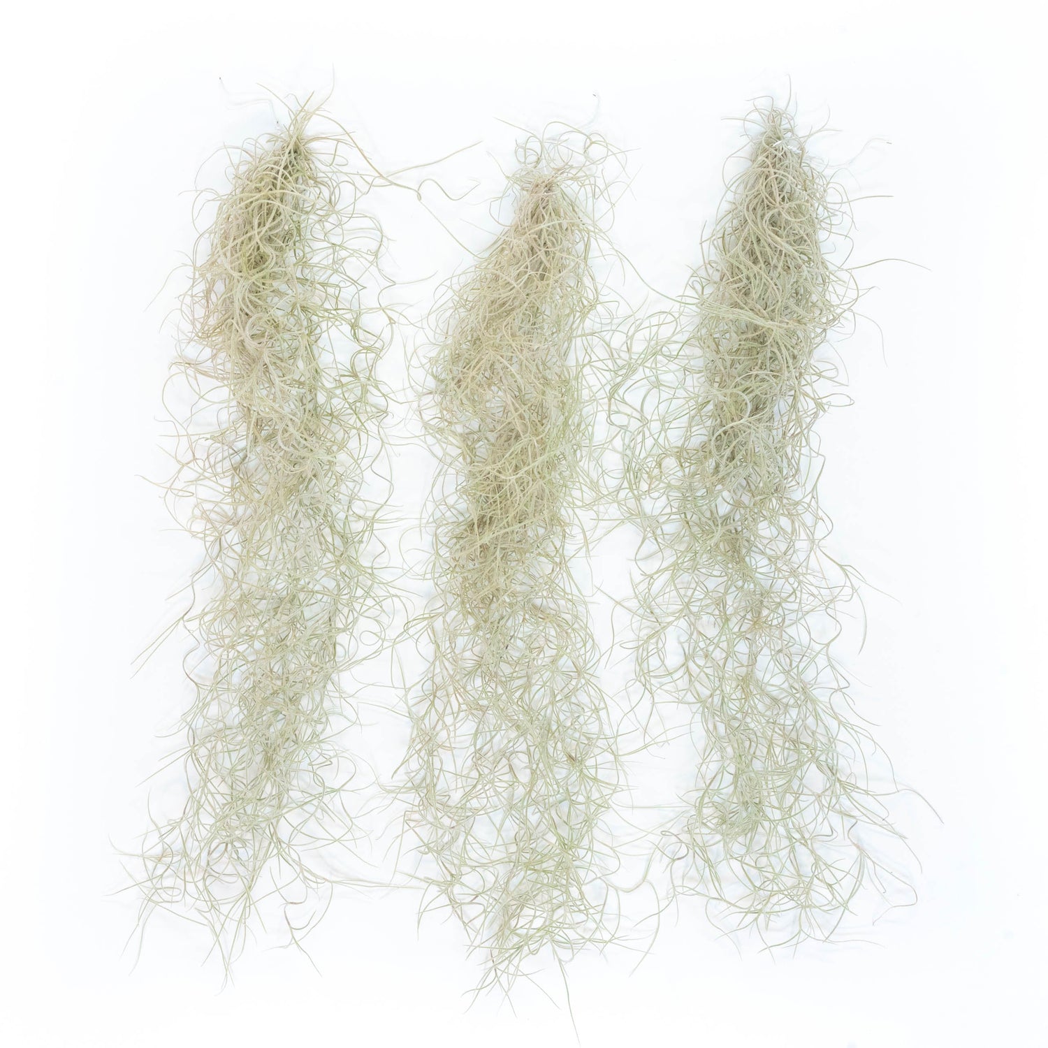 SALE - Tillandsia Guatemala Gray Spanish Moss - 1 Foot Clumps - Set of 3 or 6 Strands - 40% Off
