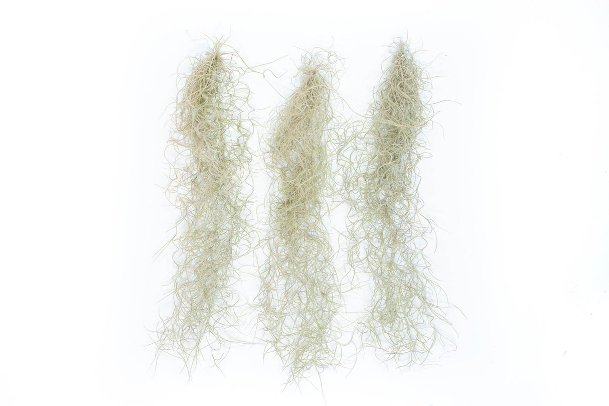 SALE - Tillandsia Guatemala Gray Spanish Moss - 1 Foot Clumps - Set of 3 or 6 Strands - 40% Off