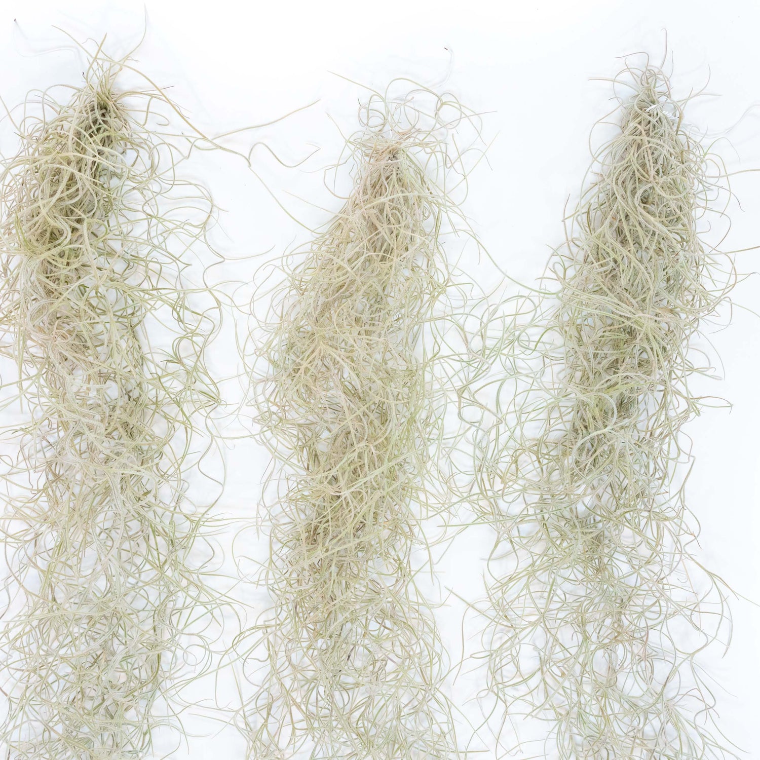 SALE - Tillandsia Guatemala Gray Spanish Moss - 1 Foot Clumps - Set of 3 or 6 Strands - 40% Off