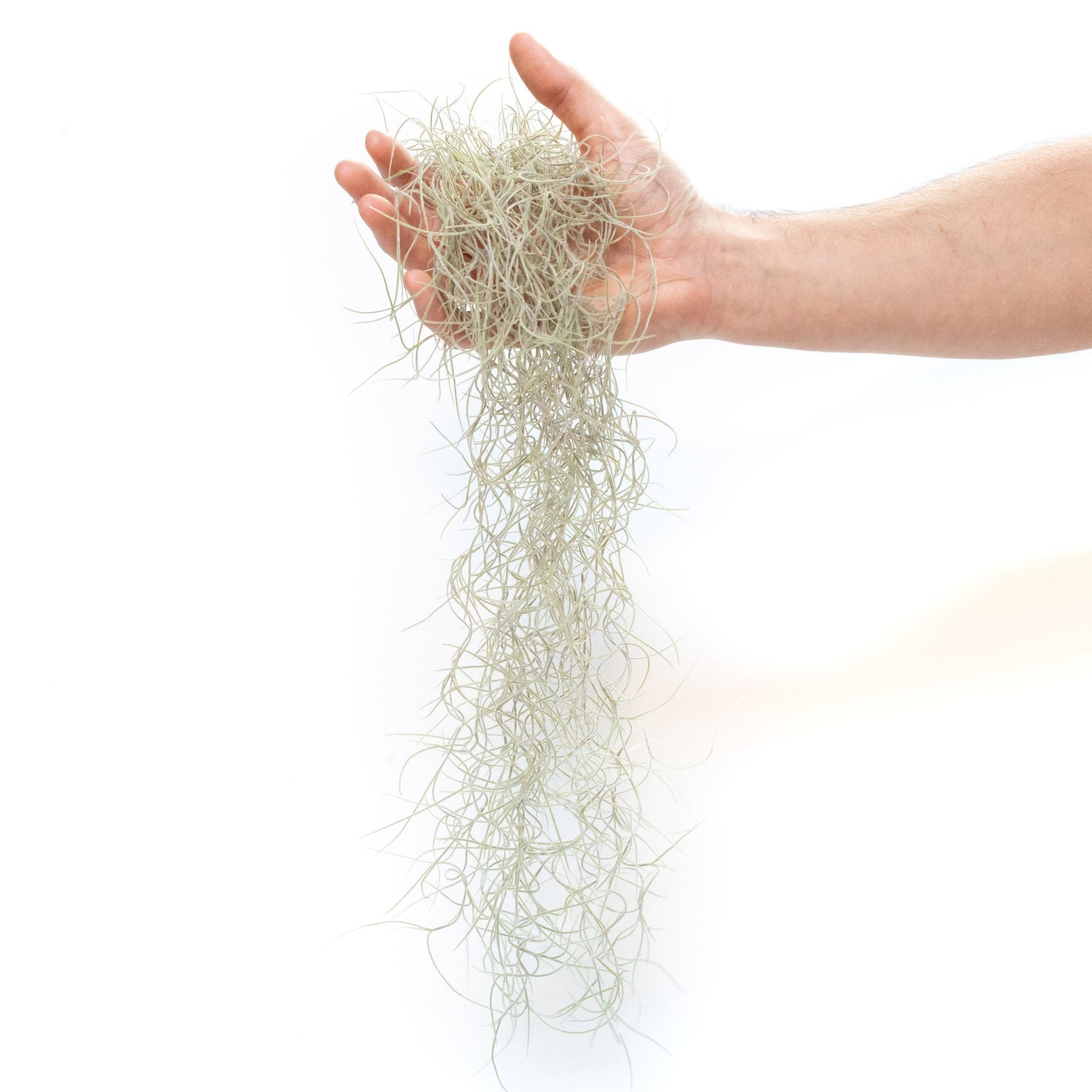 SALE - Tillandsia Guatemala Gray Spanish Moss - 1 Foot Clumps - Set of 3 or 6 Strands - 40% Off