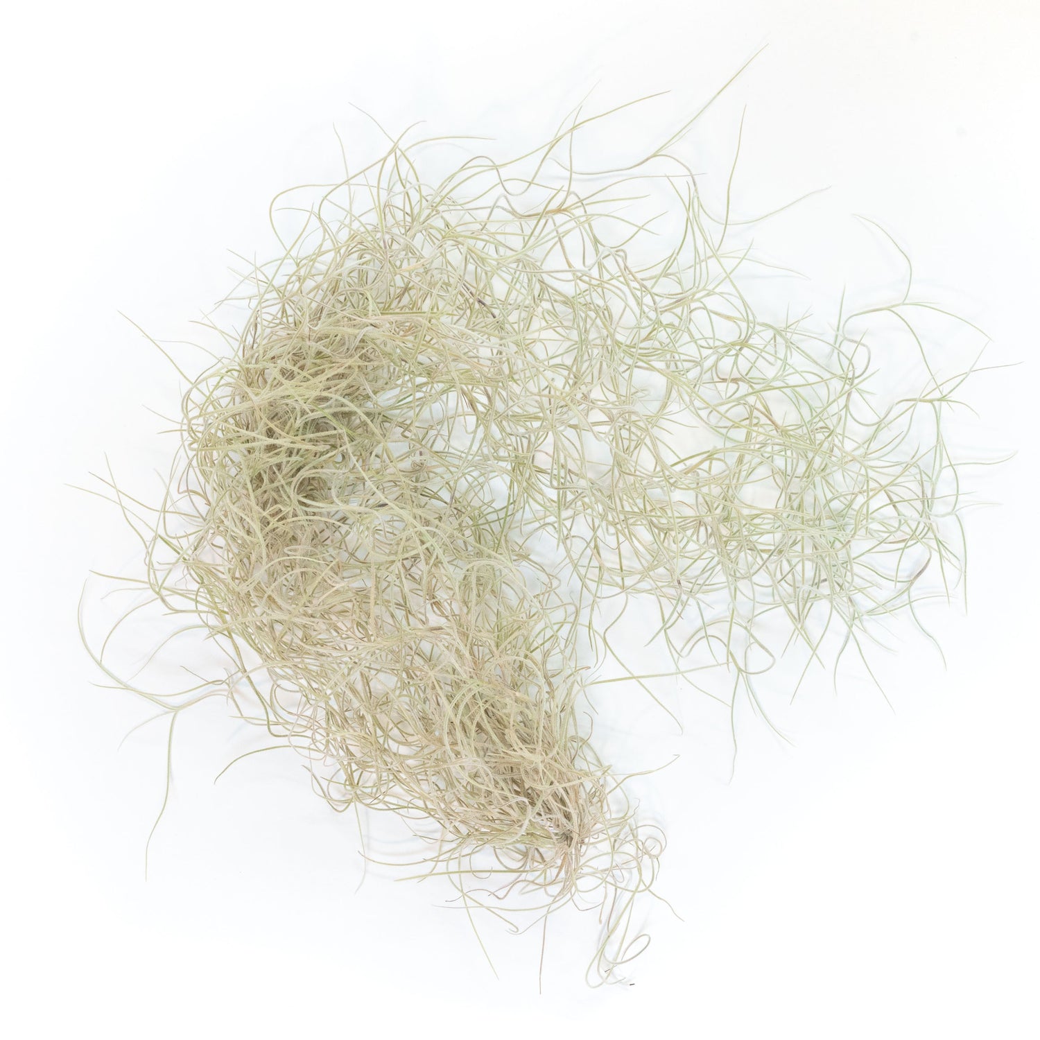 SALE - Tillandsia Guatemala Gray Spanish Moss - 1 Foot Clumps - Set of 3 or 6 Strands - 40% Off