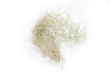 SALE - Tillandsia Guatemala Gray Spanish Moss - 1 Foot Clumps - Set of 3 or 6 Strands - 40% Off