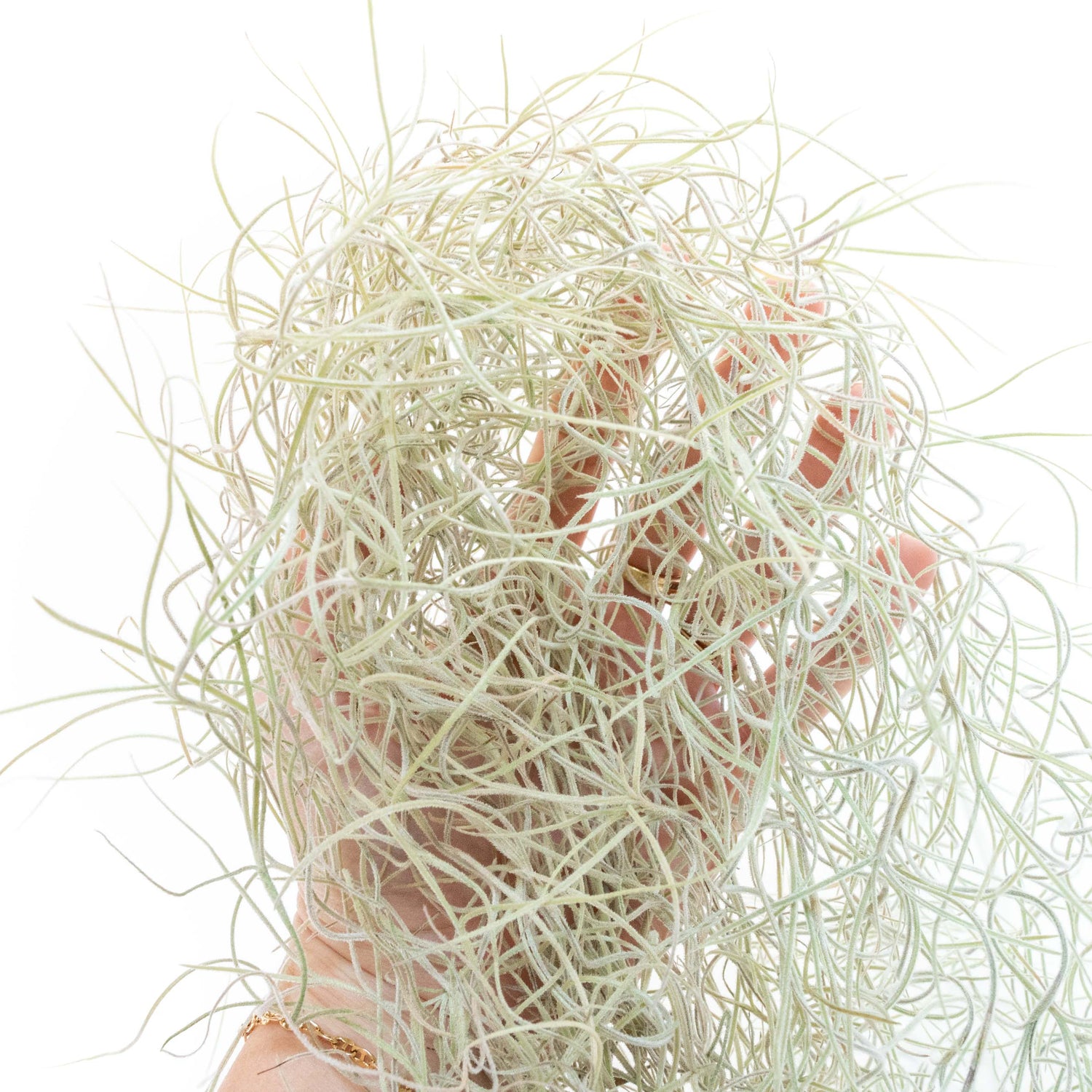 SALE - Tillandsia Guatemala Gray Spanish Moss - 1 Foot Clumps - Set of 3 or 6 Strands - 40% Off