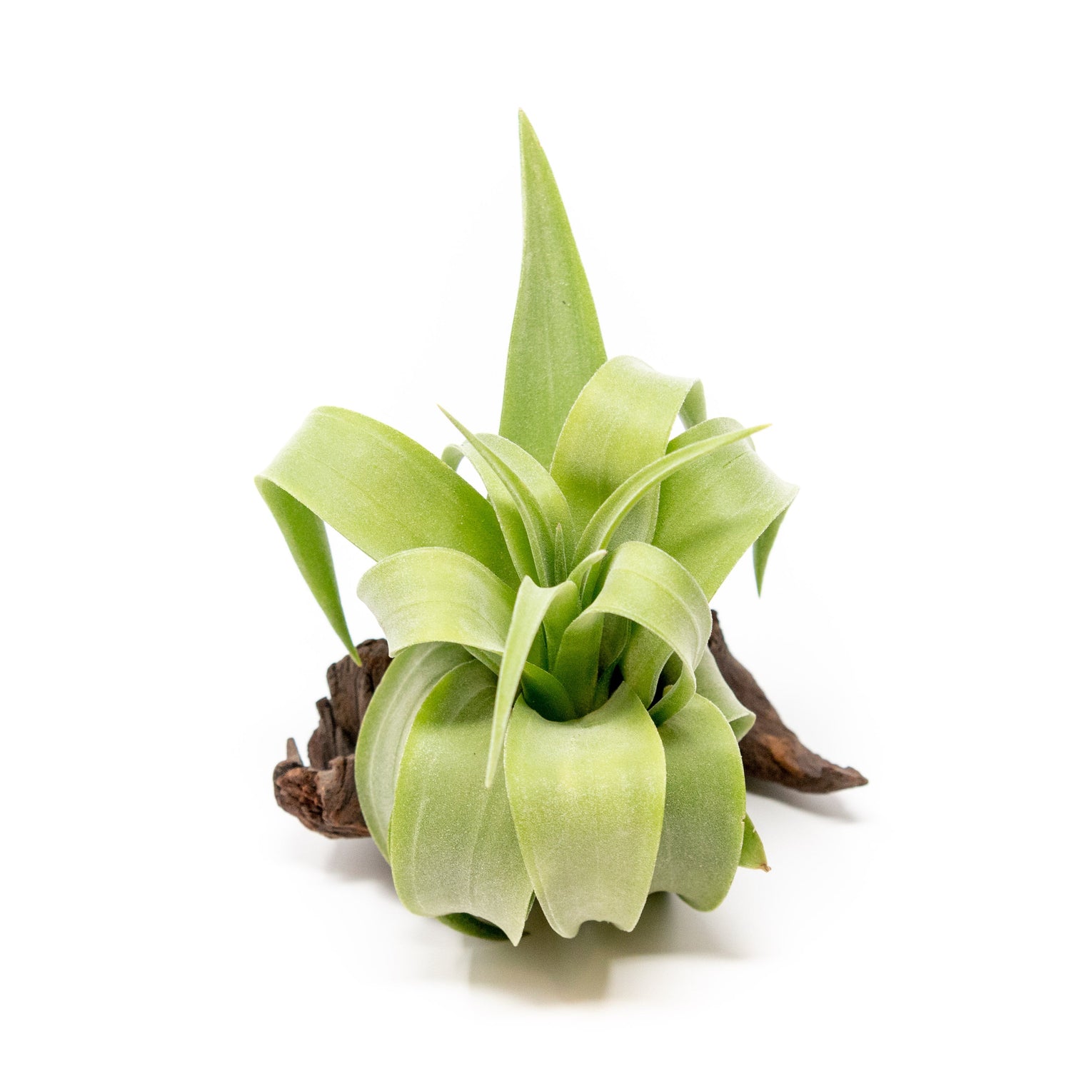 SALE - Tillandsia Streptophylla Air Plants - Set of 3 or 6 - 30% Off