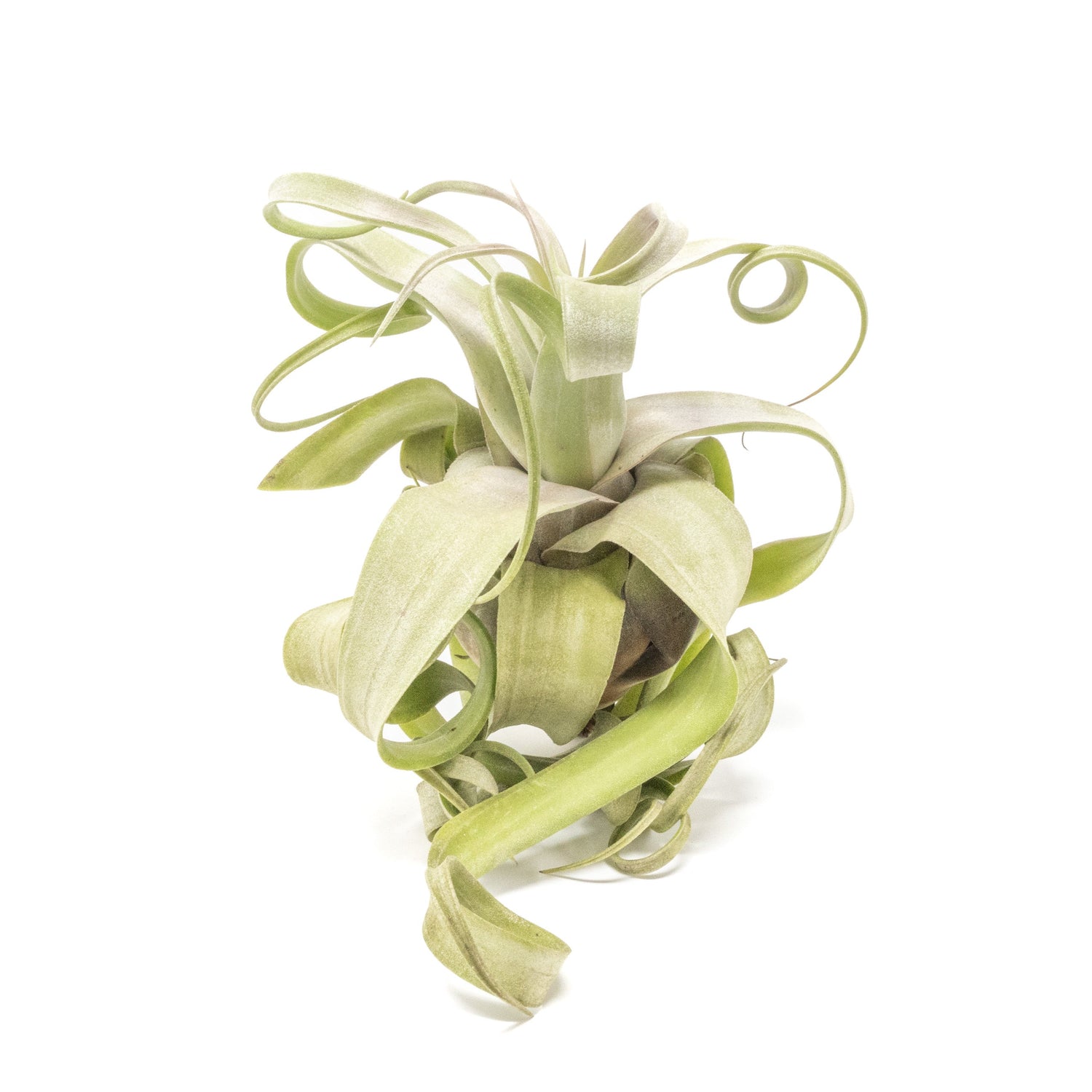 Tillandsia Streptophylla Air Plants  - Multiple Sizes