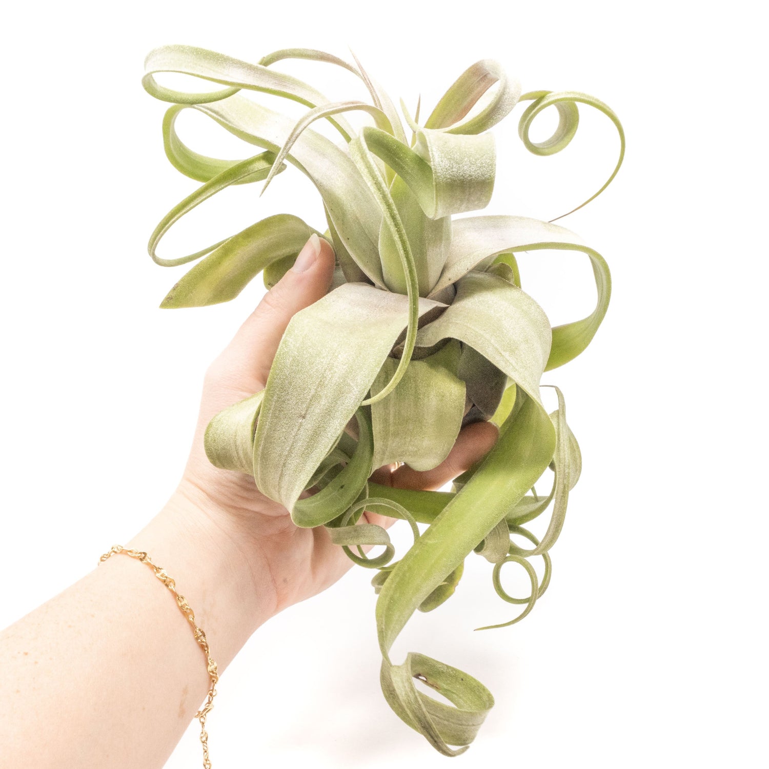 Tillandsia Streptophylla Air Plants  - Multiple Sizes