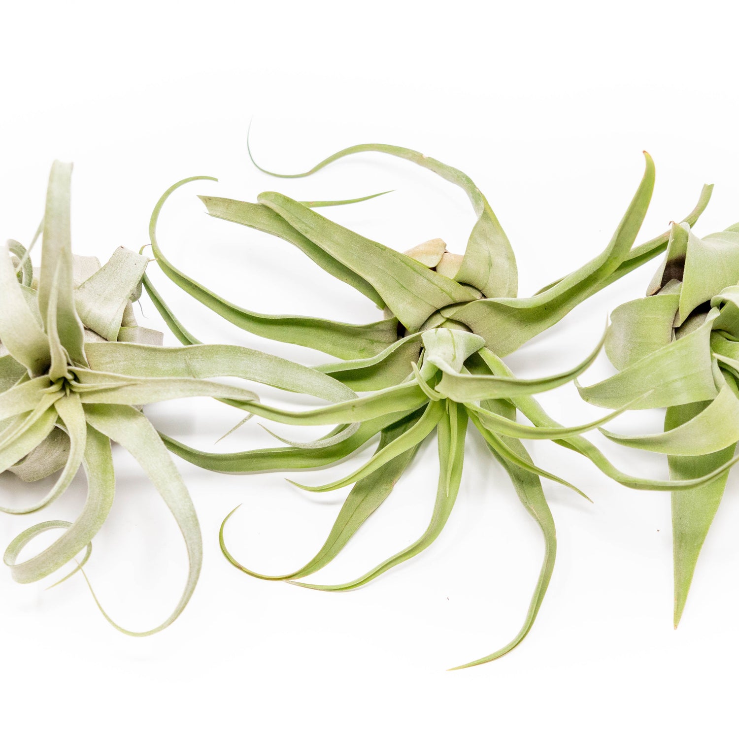SALE - Tillandsia Streptophylla Air Plants - Set of 3 or 6 - 30% Off