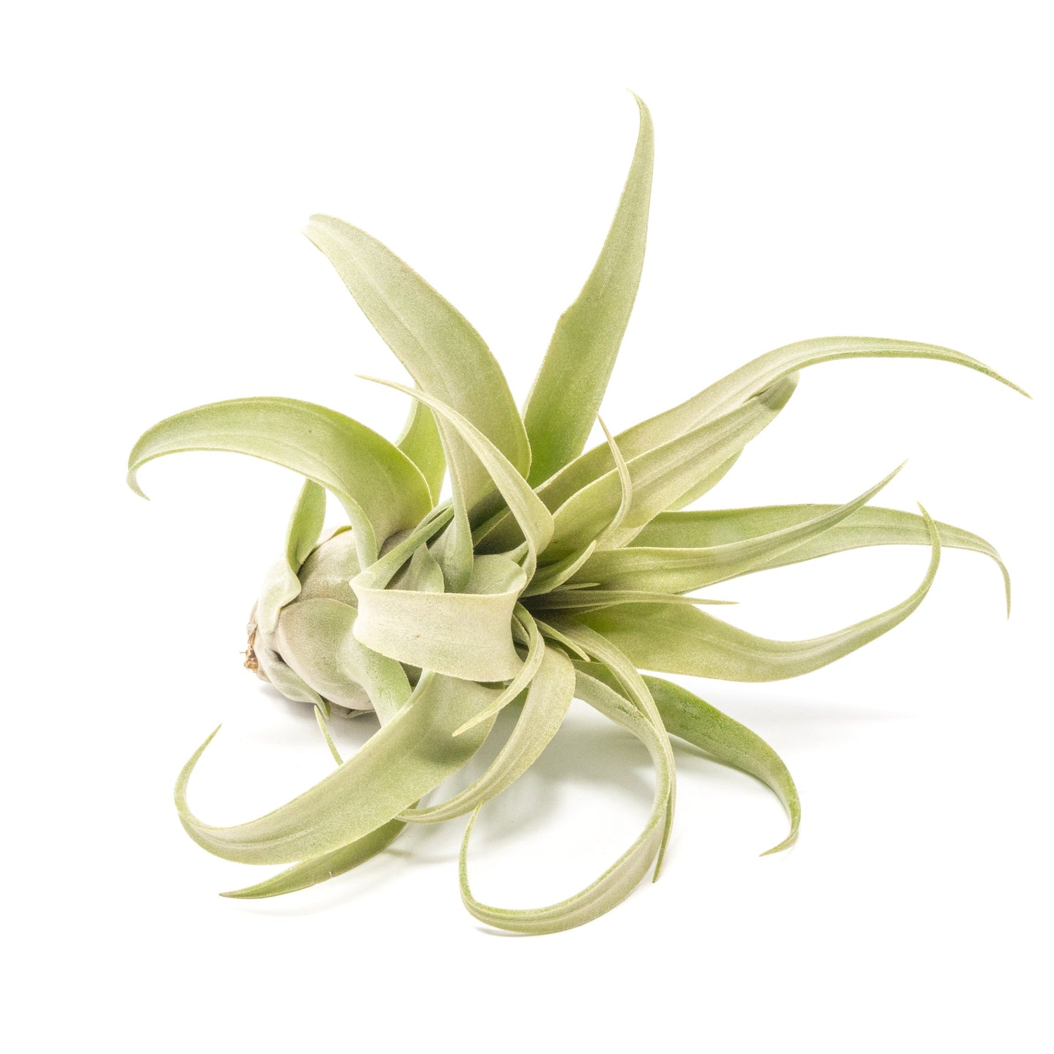 SALE - Tillandsia Streptophylla Air Plants - Set of 3 or 6 - 30% Off