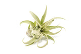 SALE - Tillandsia Streptophylla Air Plants - Set of 3 or 6 - 30% Off