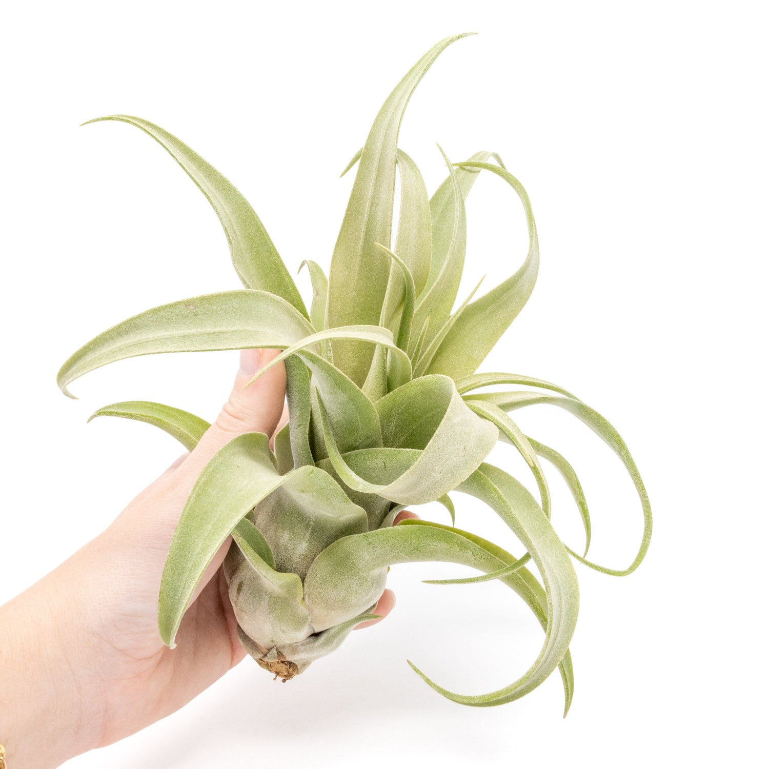 SALE - Tillandsia Streptophylla Air Plants - Set of 3 or 6 - 30% Off