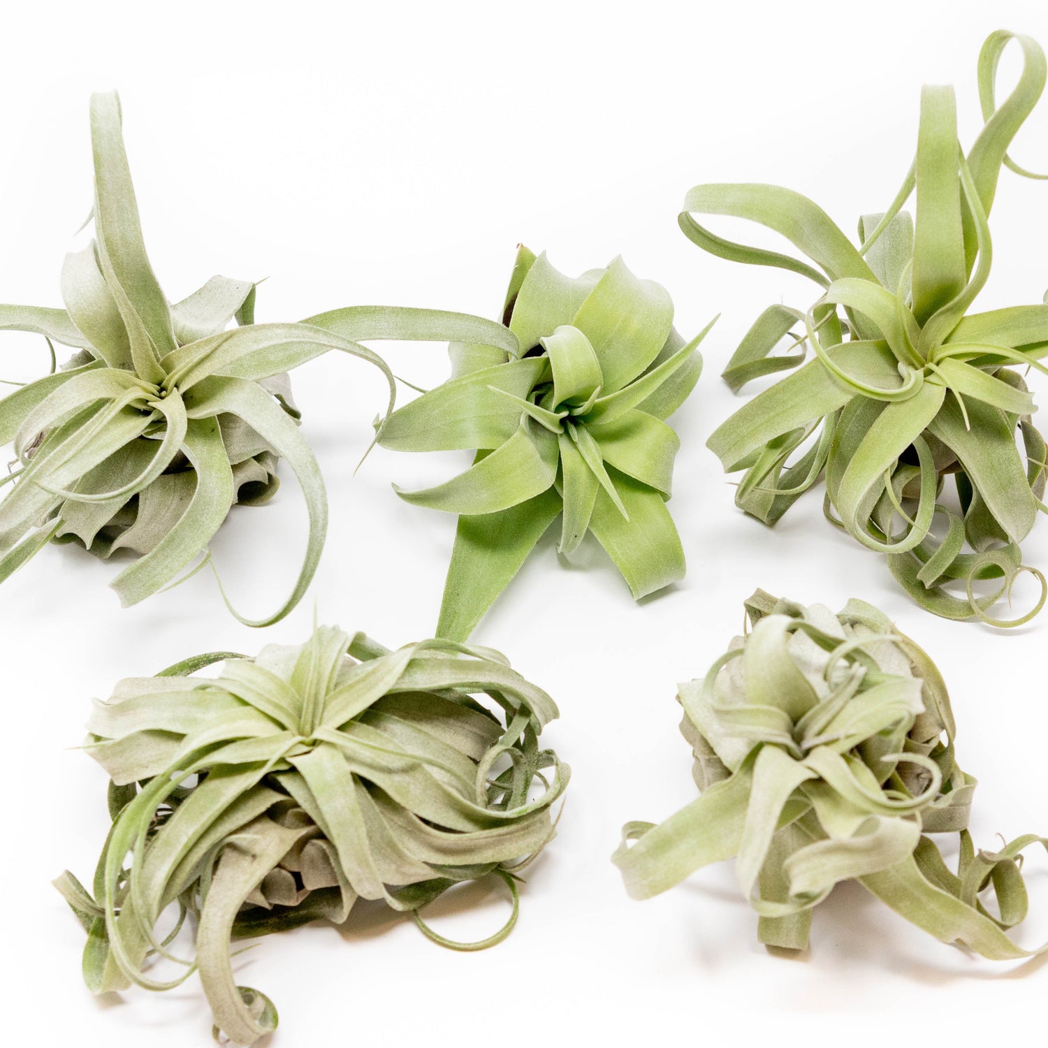 Tillandsia Streptophylla Air Plants  - Multiple Sizes