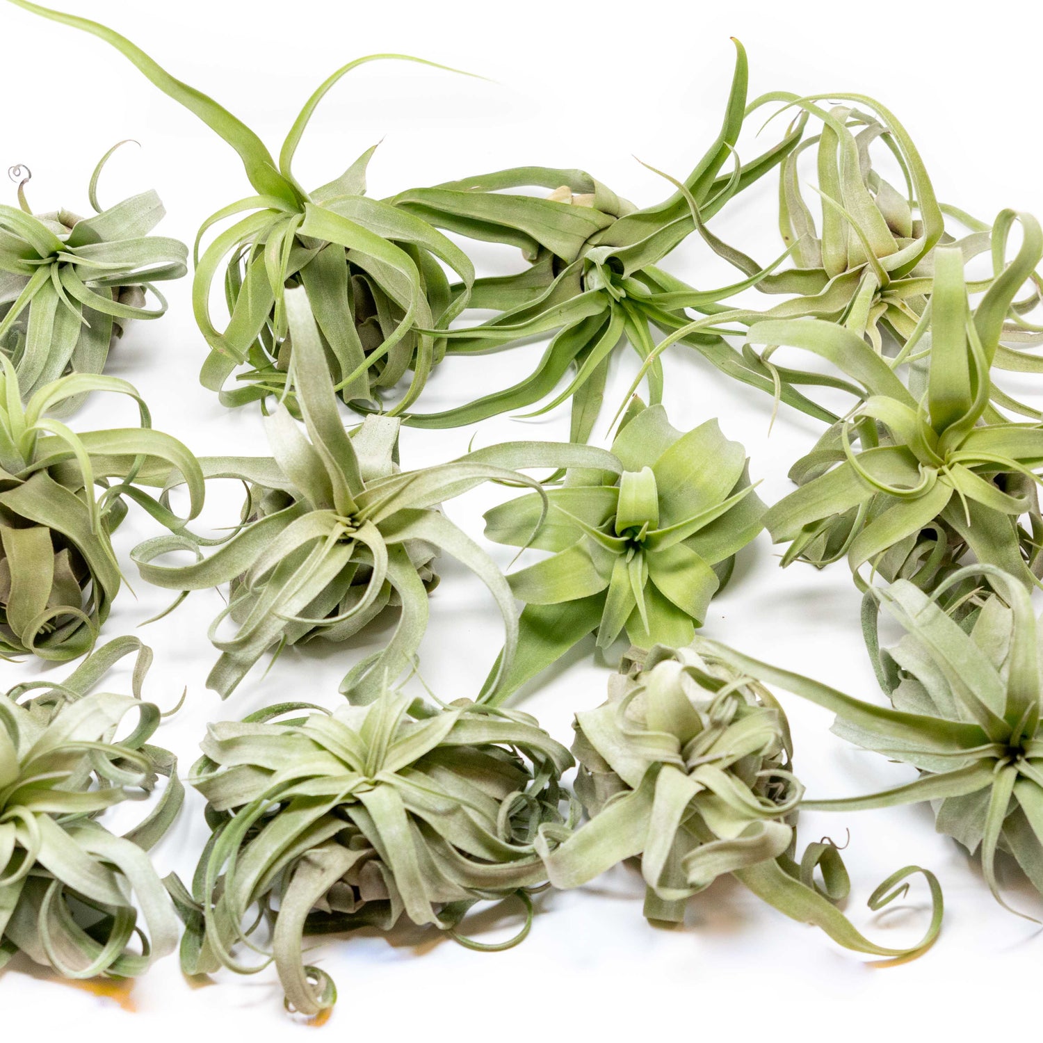Tillandsia Streptophylla Air Plants  - Multiple Sizes