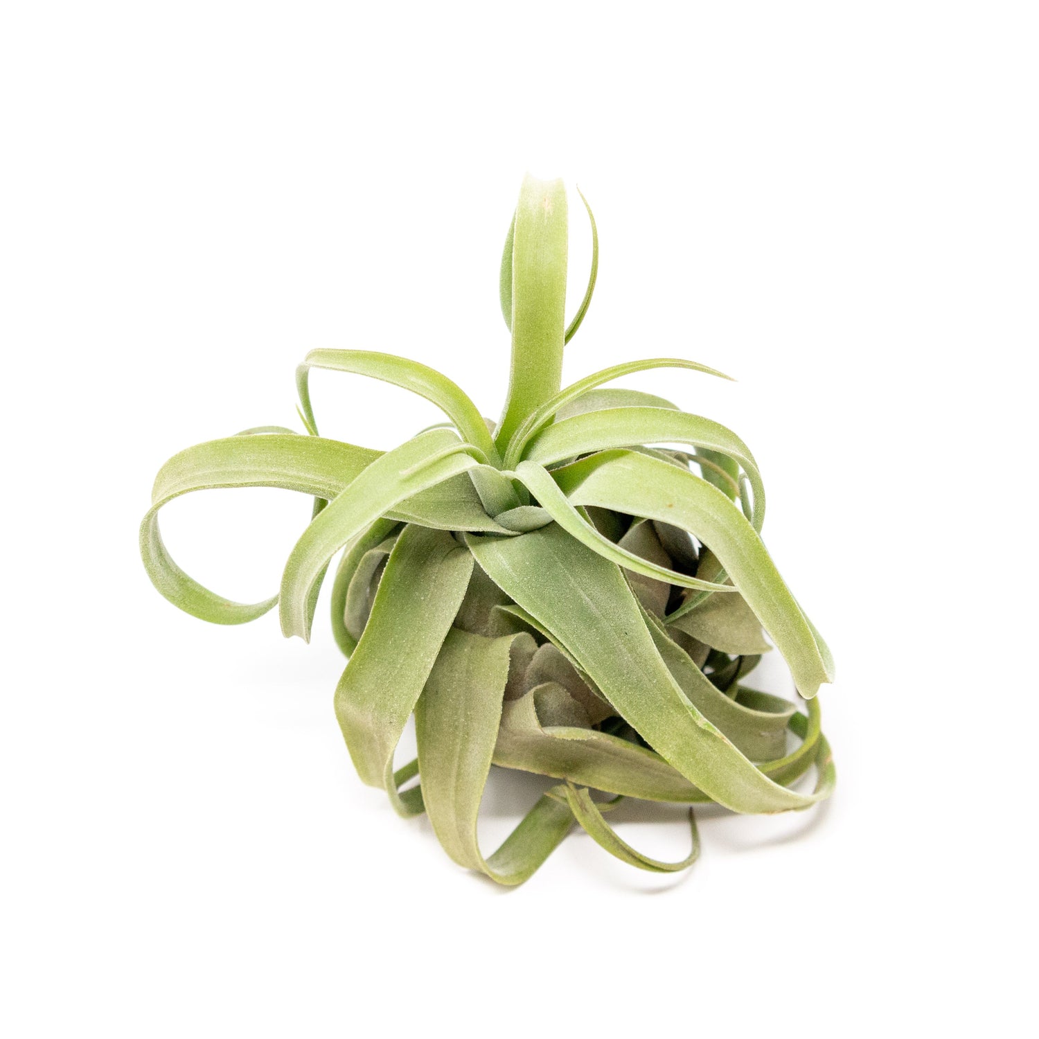 SALE - Tillandsia Streptophylla Air Plants - Set of 3 or 6 - 30% Off