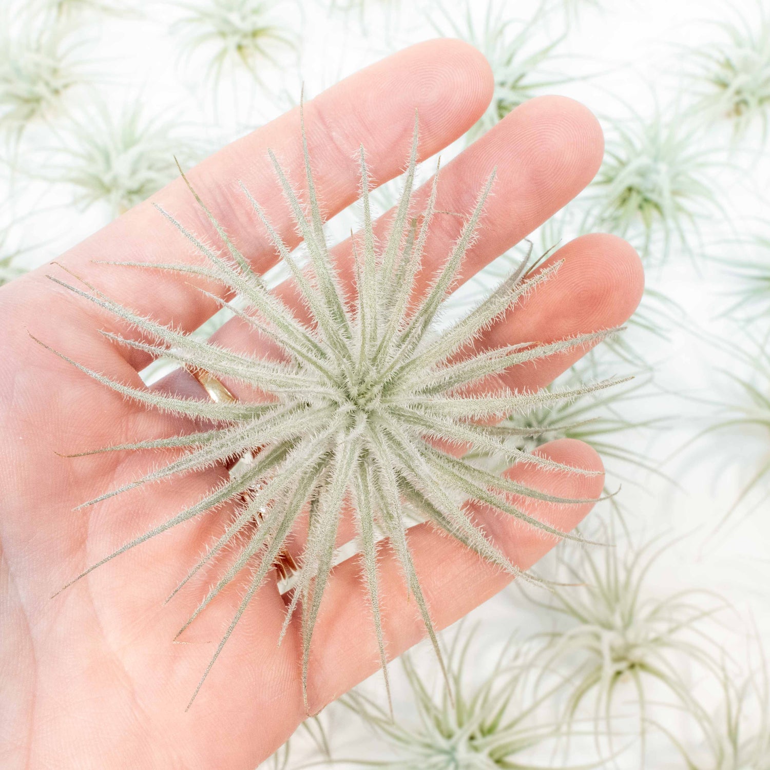 SALE - Tillandsia Tectorum Ecuador Air Plants - Set of 3, 6 or 9 - 25% Off