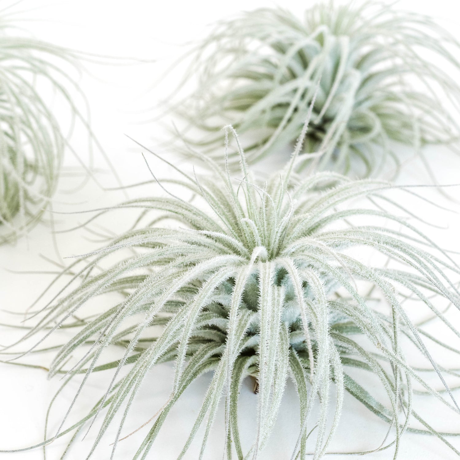 SALE - Tillandsia Tectorum Ecuador Air Plants - Set of 3, 6 or 9 - 25% Off