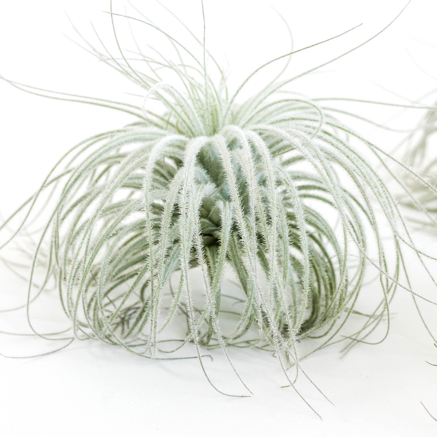 SALE - Tillandsia Tectorum Ecuador Air Plants - Set of 3, 6 or 9 - 25% Off