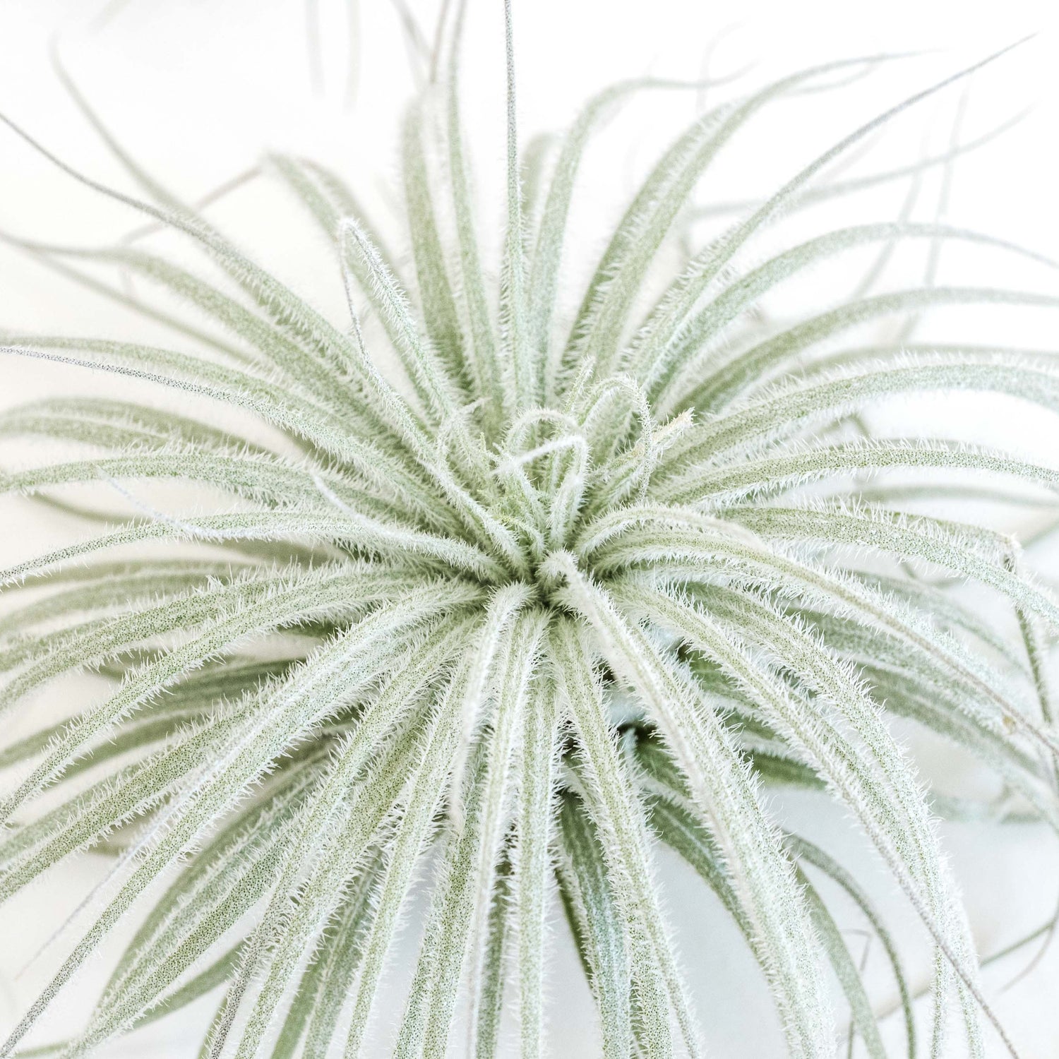 SALE - Tillandsia Tectorum Ecuador Air Plants - Set of 3, 6 or 9 - 25% Off