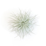 SALE - Tillandsia Tectorum Ecuador Air Plants - Set of 3, 6 or 9 - 25% Off
