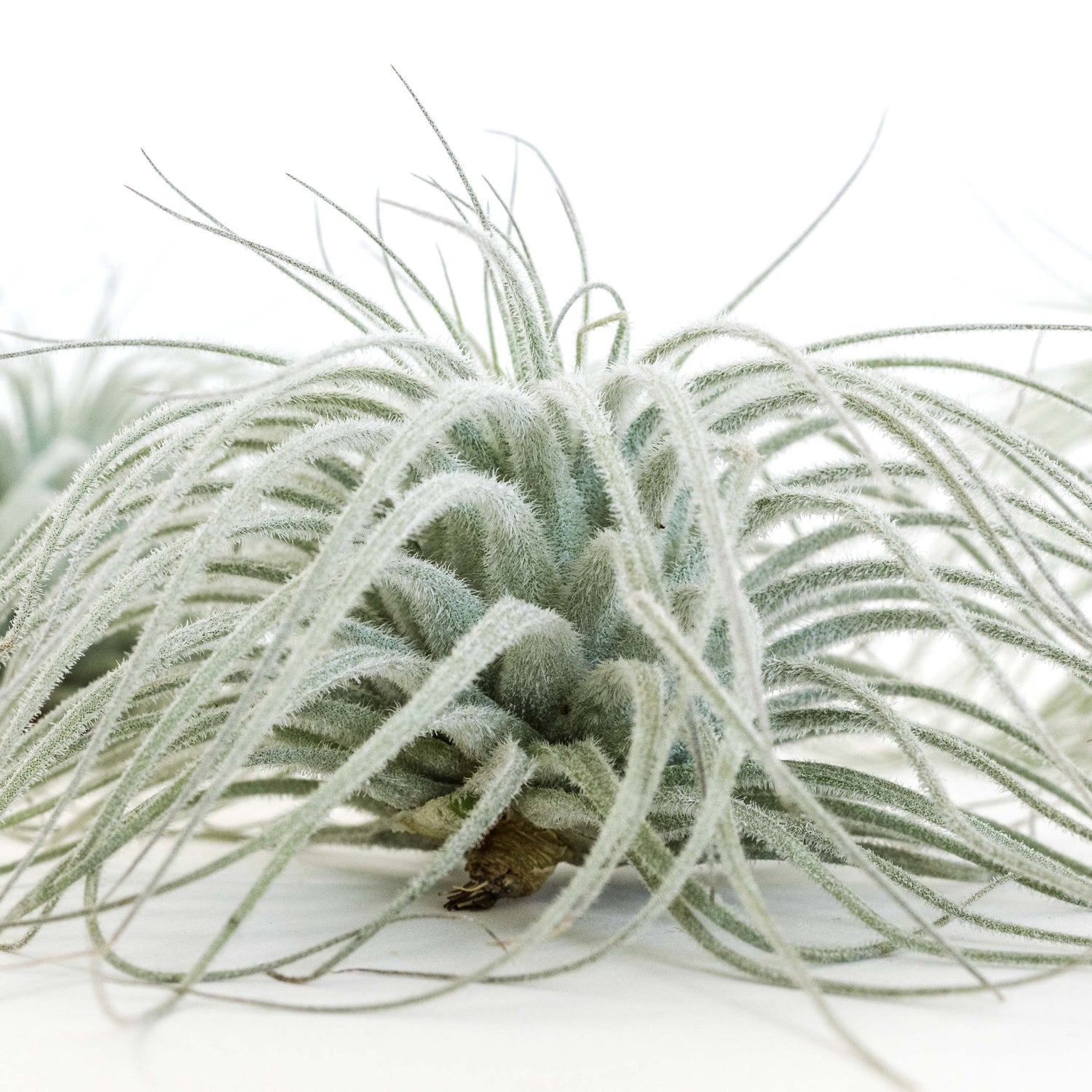 SALE - Tillandsia Tectorum Ecuador Air Plants - Set of 3, 6 or 9 - 25% Off