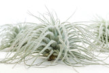 Tillandsia Tectorum Ecuador Air Plants