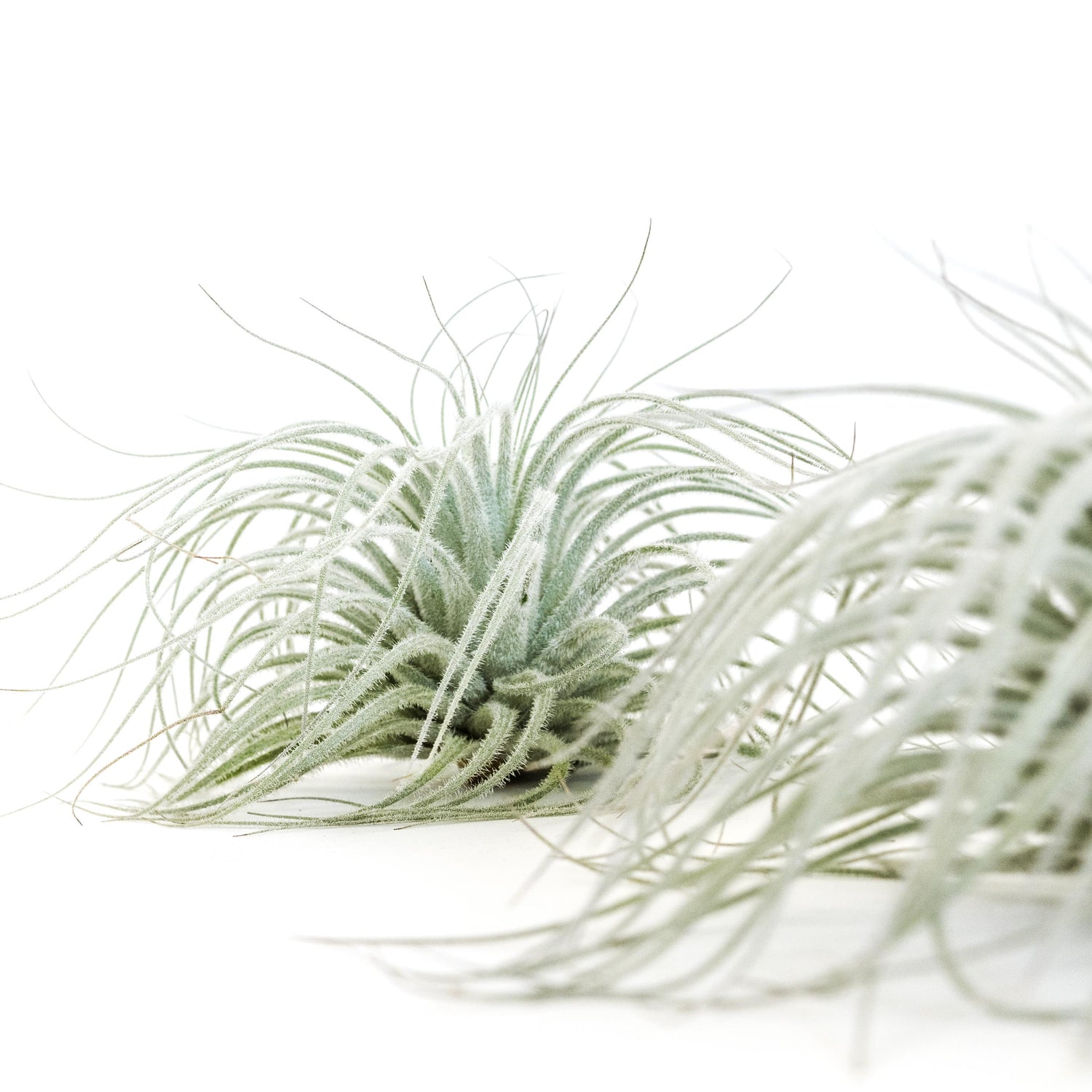 SALE - Tillandsia Tectorum Ecuador Air Plants - Set of 3, 6 or 9 - 25% Off