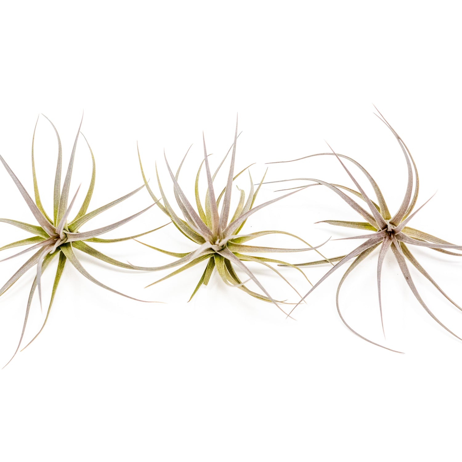 Tillandsia Tenuifolia Air Plants