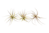 Tillandsia Tenuifolia Air Plants