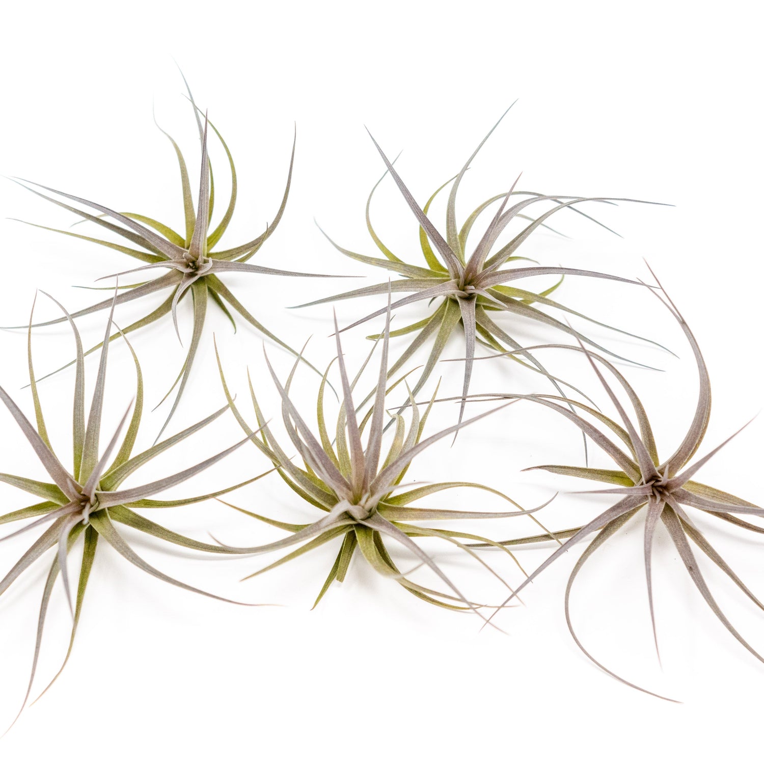 Tillandsia Tenuifolia Air Plants