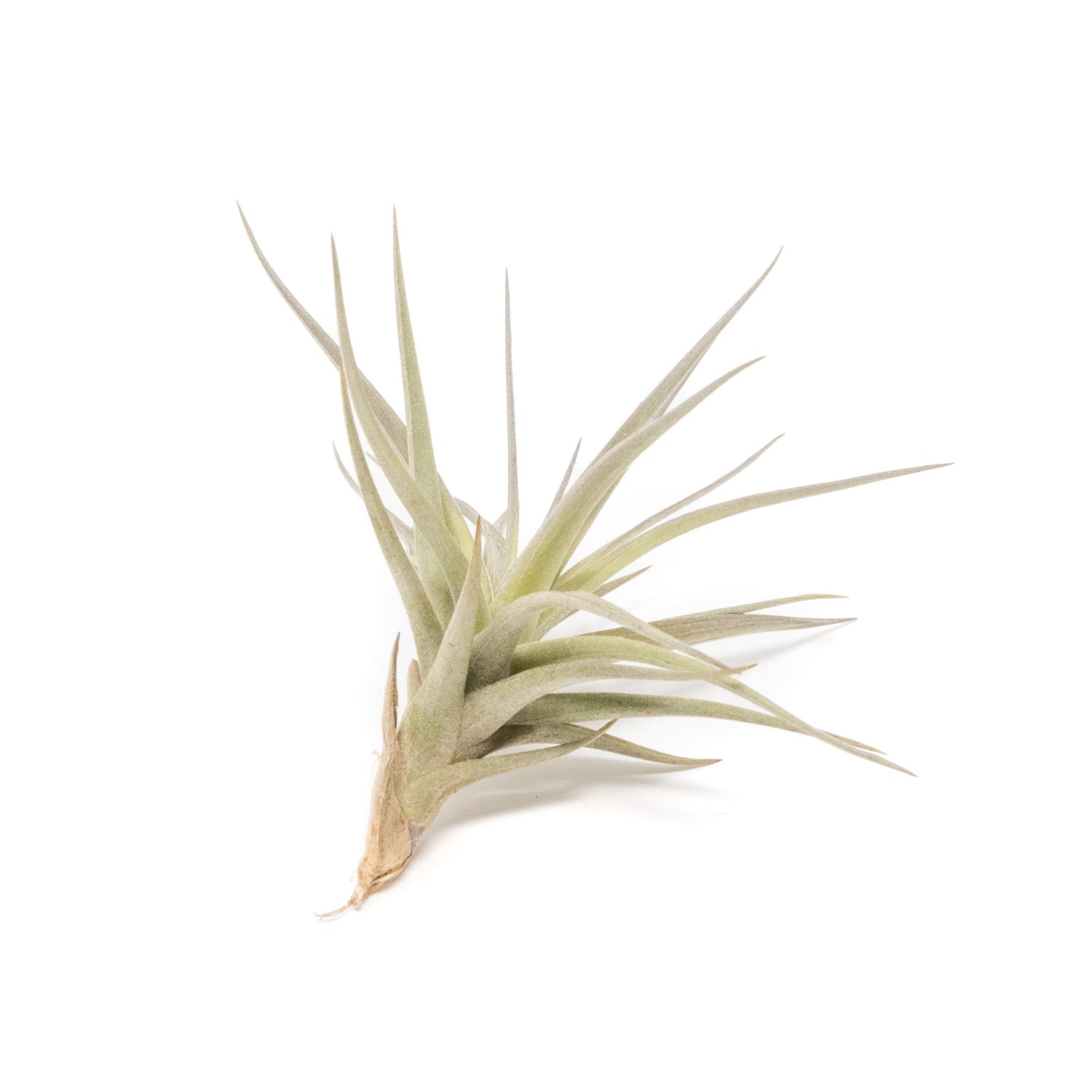 SALE - The Yucatan Collection of Tillandsia Air Plants - Set of 10 or 20 - 50% Off
