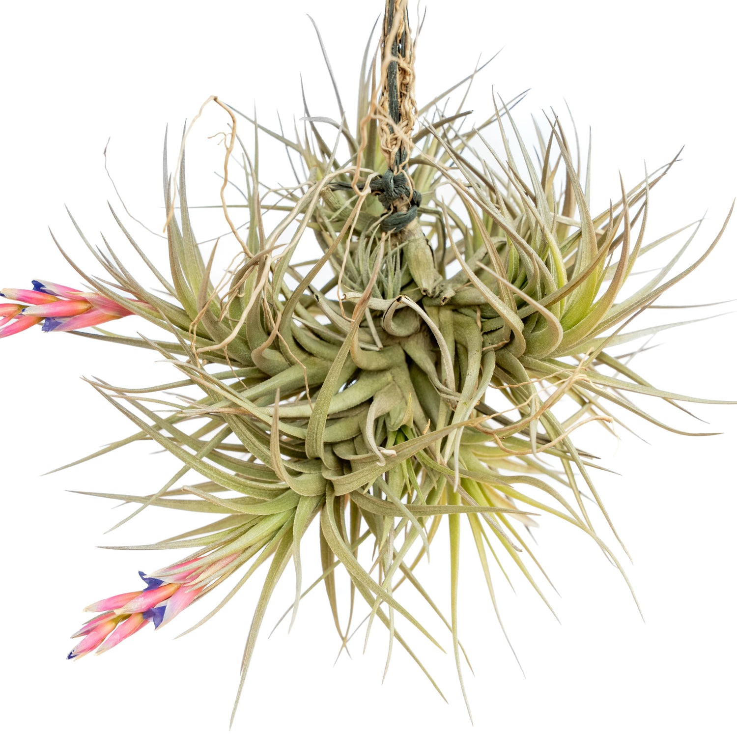 Tillandsia Tenuifolia Air Plant Clumps