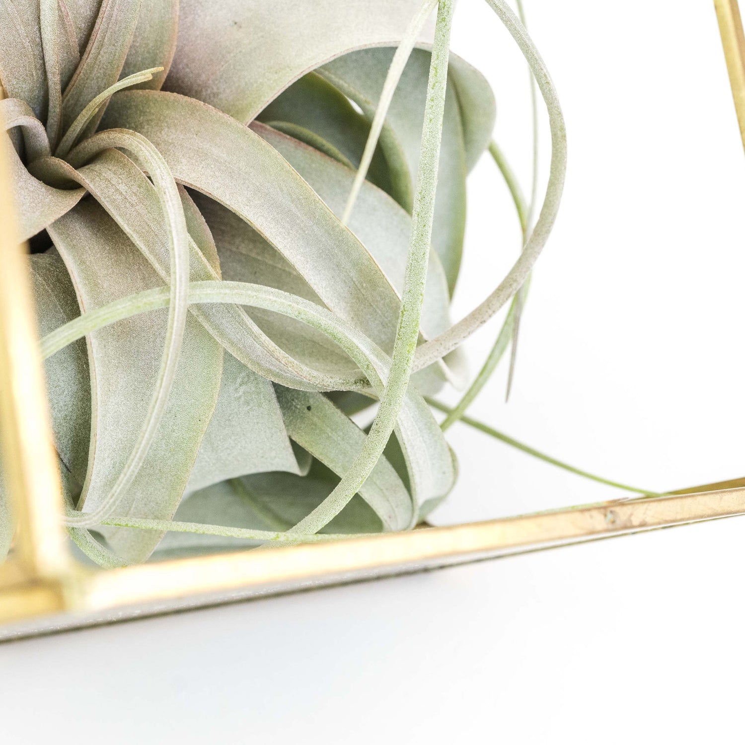 Heptahedron Geometric Glass Terrarium with Tillandsia Xerographica Air Plant