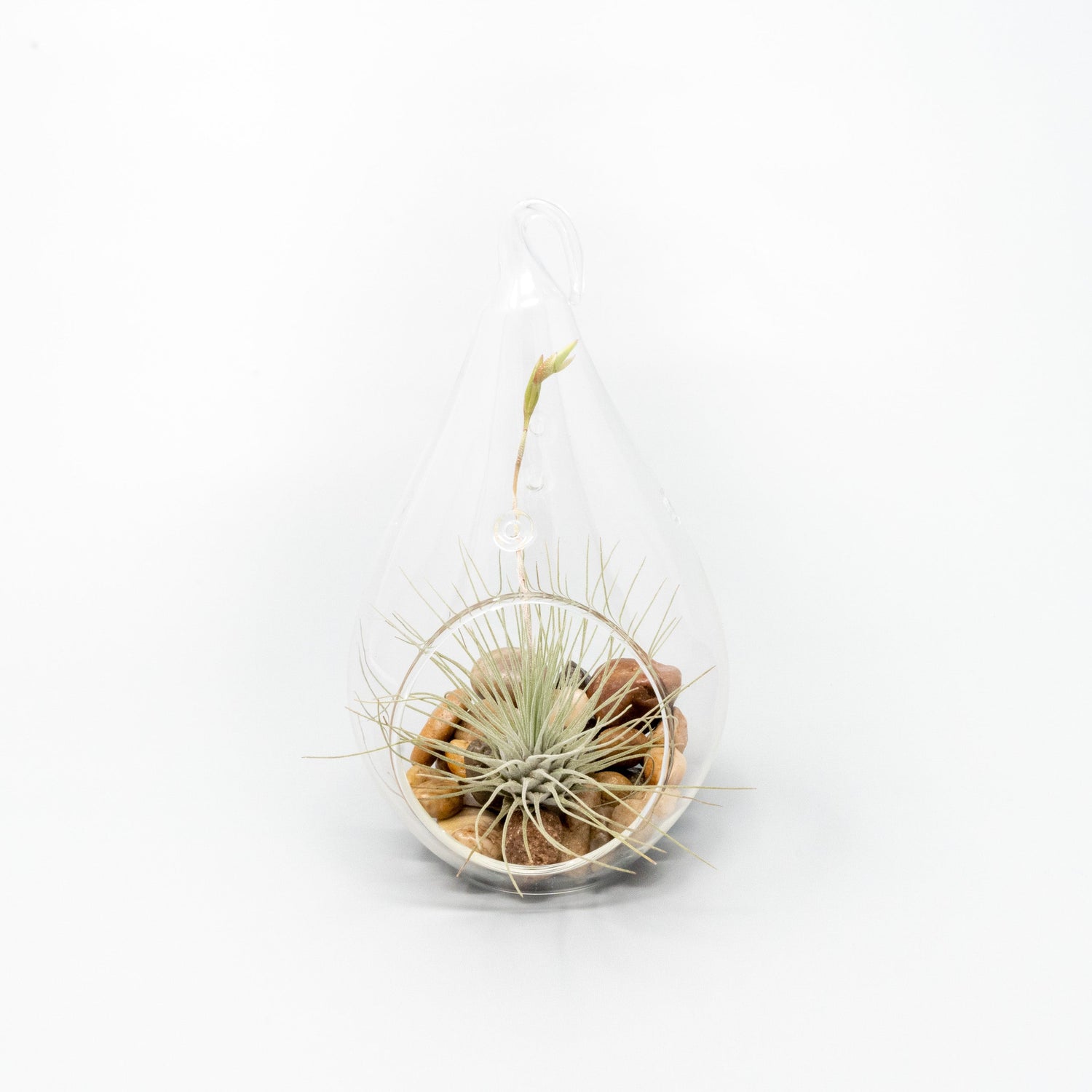 SALE - Set of 3 Airy Teardrop Terrariums with Flat Bottoms