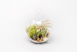 Set of 3 Stunning Hanging Glass Terrariums with Flat Bottoms
