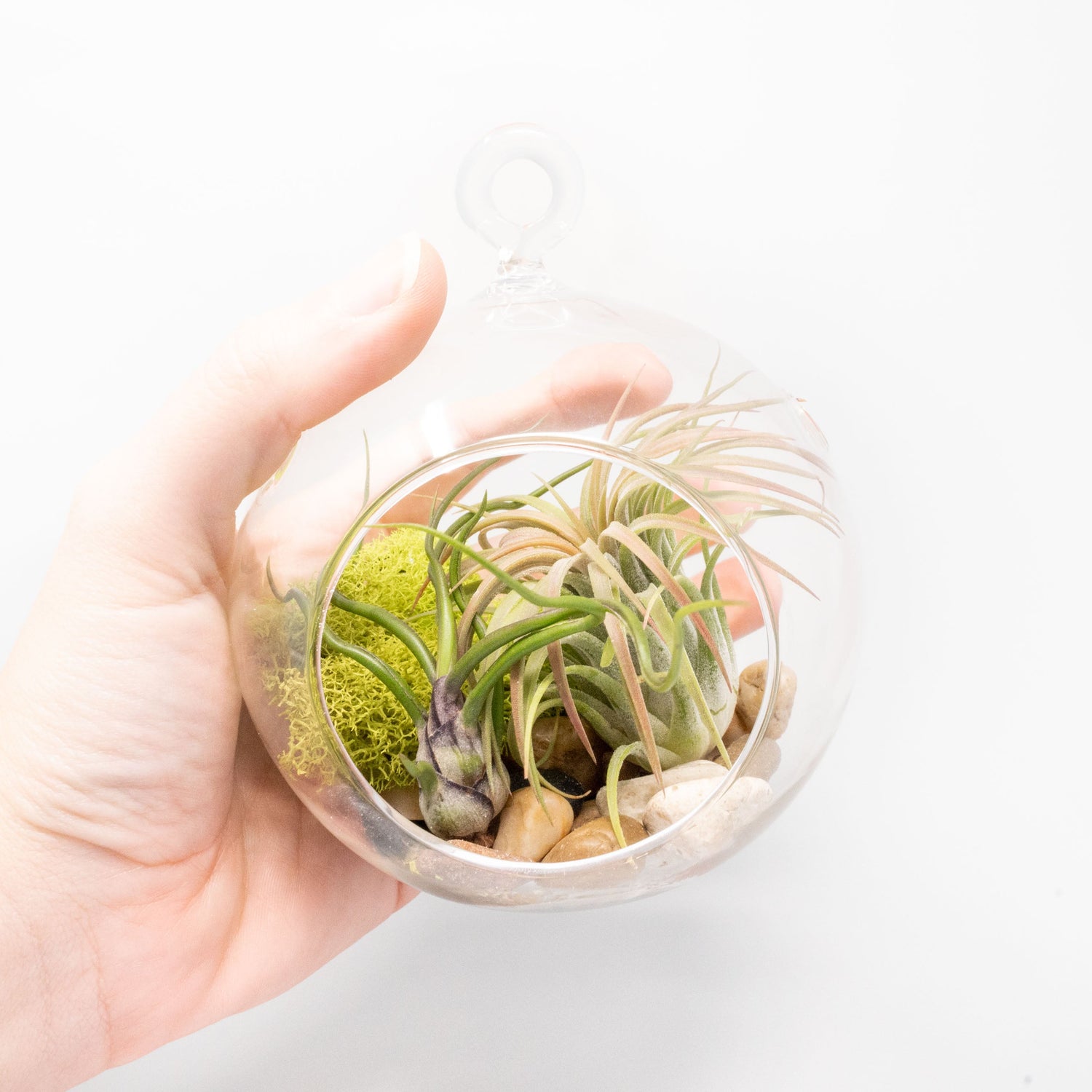 Set of 3 Stunning Hanging Glass Terrariums with Flat Bottoms