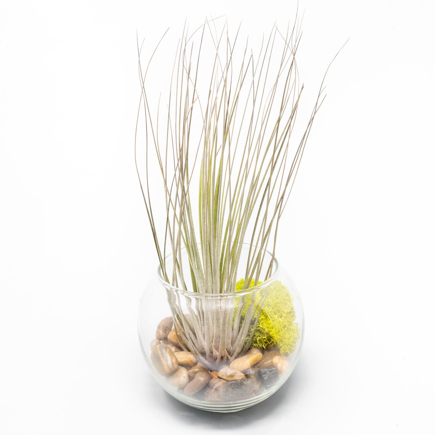 Complete Bubble Trio Terrariums with Tillandsia Juncea, Butzii, and Harrisii Air Plants