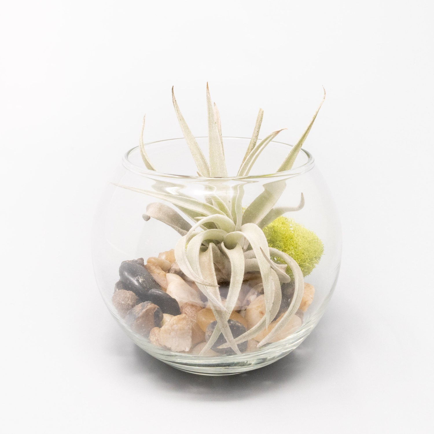 Complete Bubble Trio Terrariums with Tillandsia Juncea, Butzii, and Harrisii Air Plants