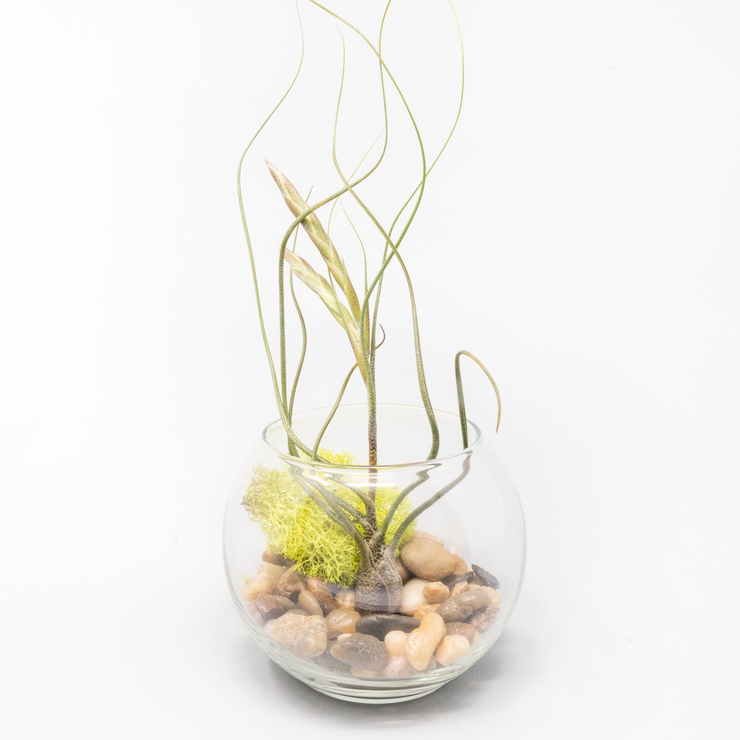 Complete Bubble Trio Terrariums with Tillandsia Juncea, Butzii, and Harrisii Air Plants