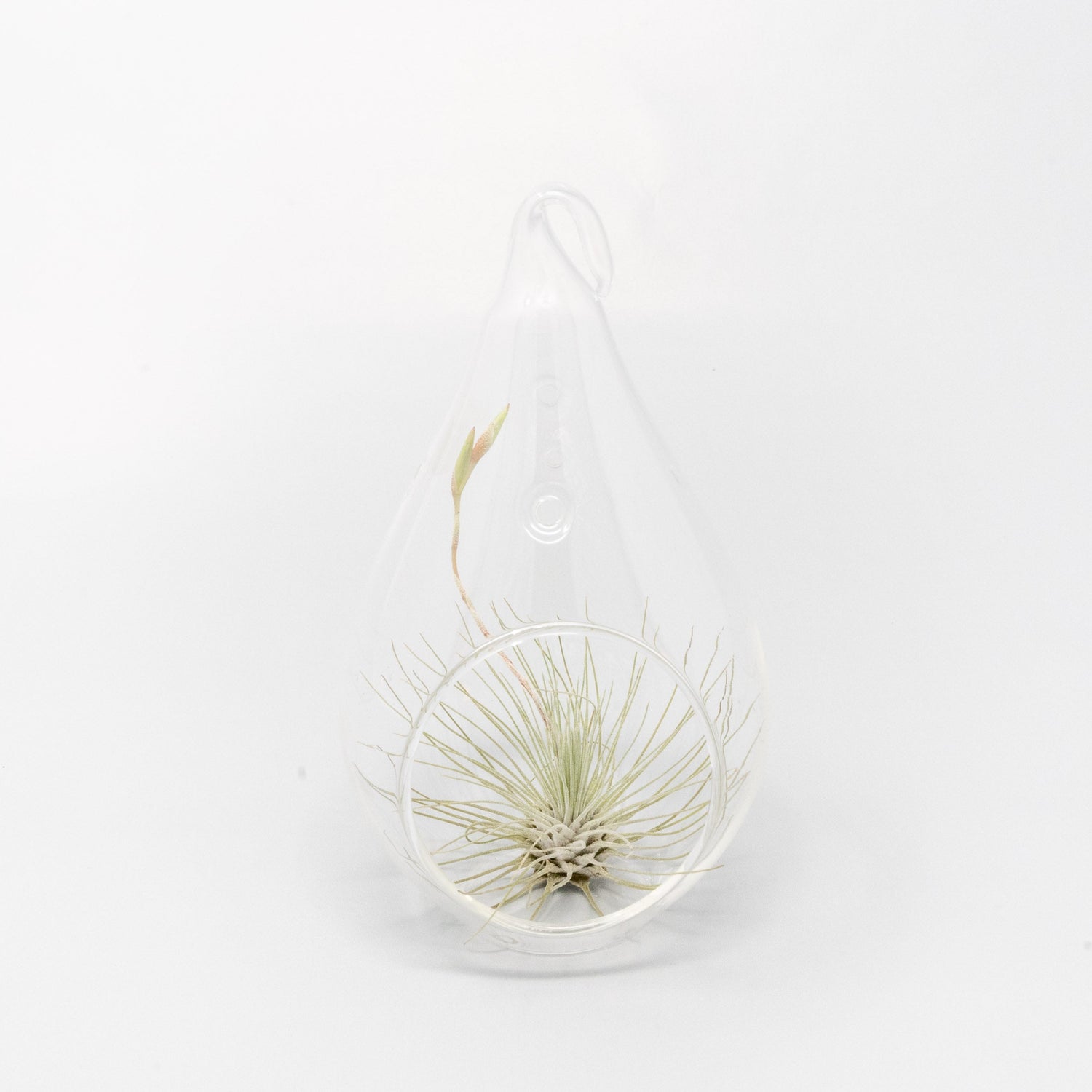 Minimalist Terrarium in a Glass Teardrop - Choose Your Custom Tillandsia Air Plant