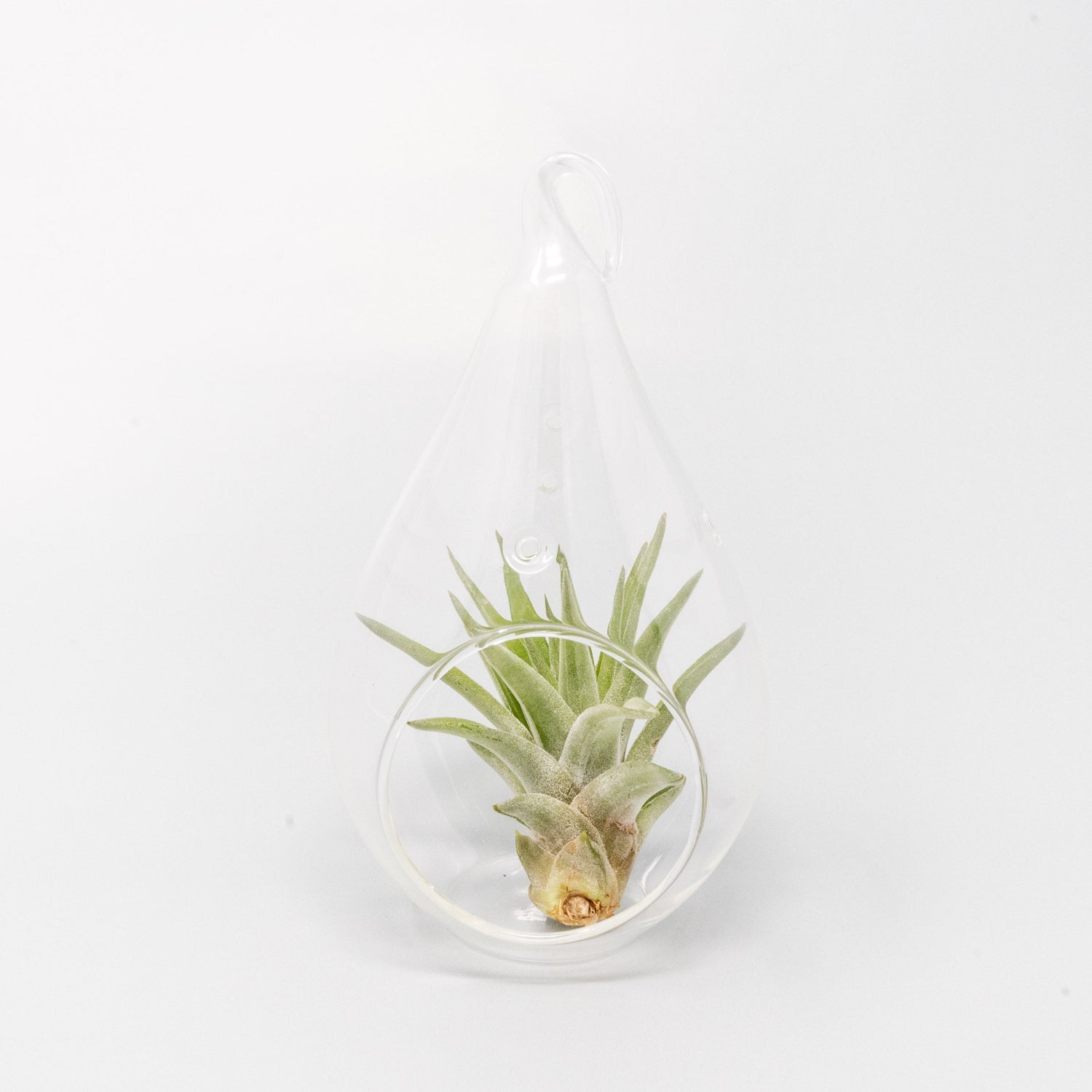 Minimalist Terrarium in a Glass Teardrop - Choose Your Custom Tillandsia Air Plant