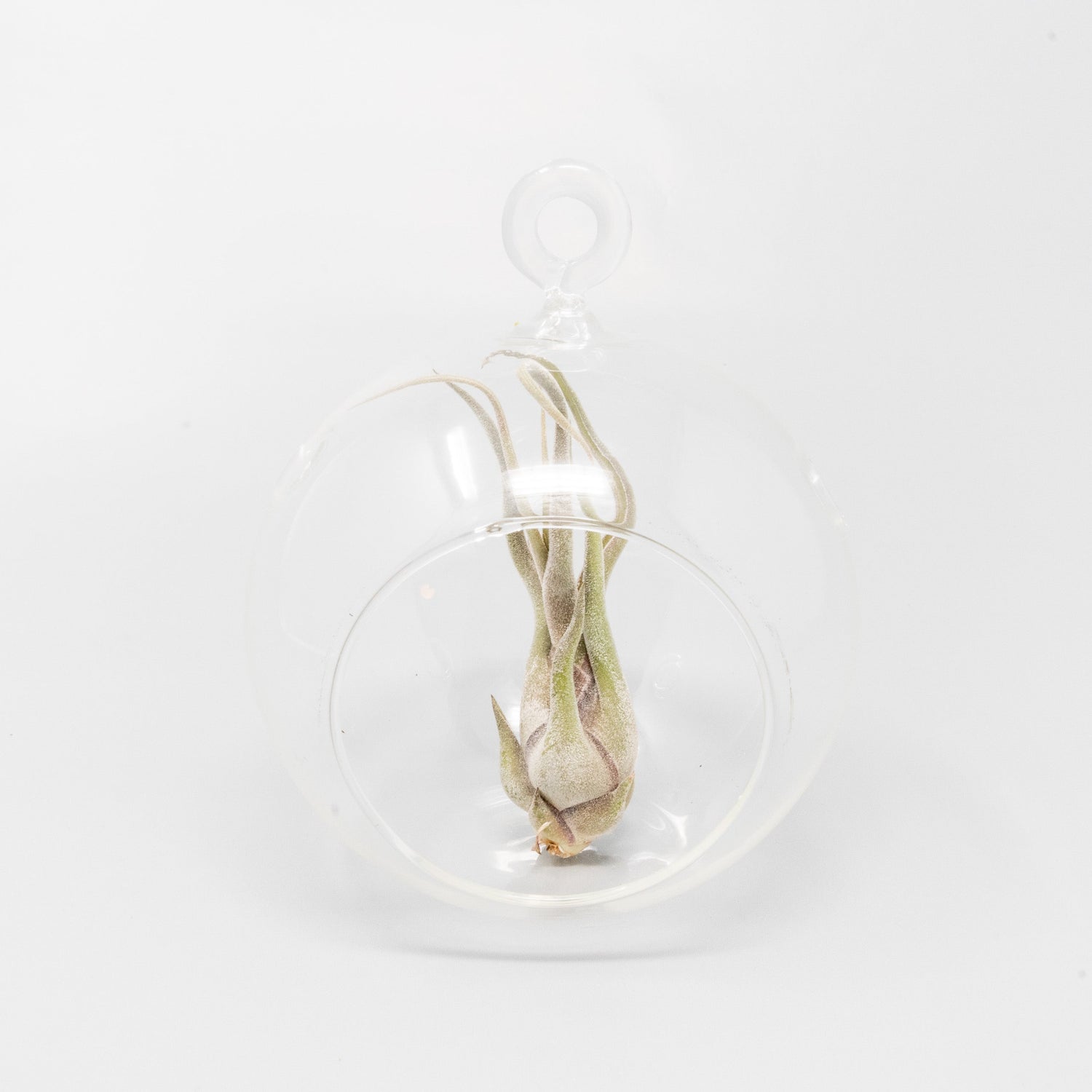 Minimalist Terrarium in a Glass Globe with Flat Bottom - Choose Your Custom Tillandsia Air Plant